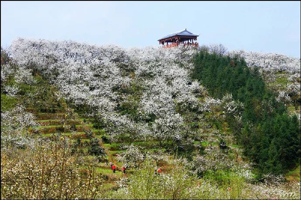【春天，广西桂林灌阳县向您发出邀请！】我们在灌阳看梨花 - 游山玩水 - 伊春生活社区 - 伊春28生活网 yich.28life.net