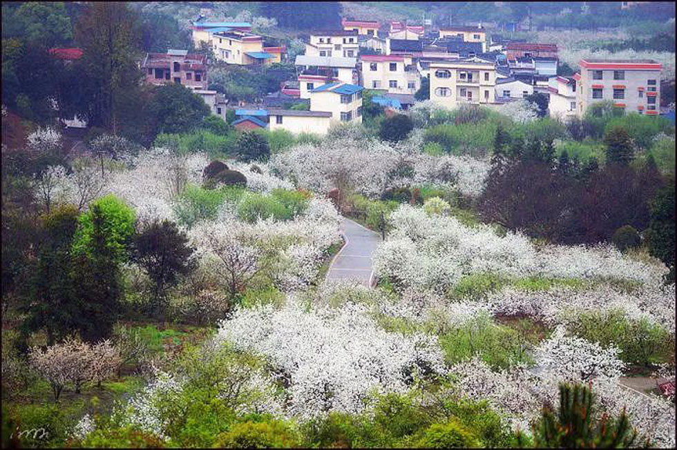 【春天，广西桂林灌阳县向您发出邀请！】我们在灌阳看梨花 - 游山玩水 - 伊春生活社区 - 伊春28生活网 yich.28life.net