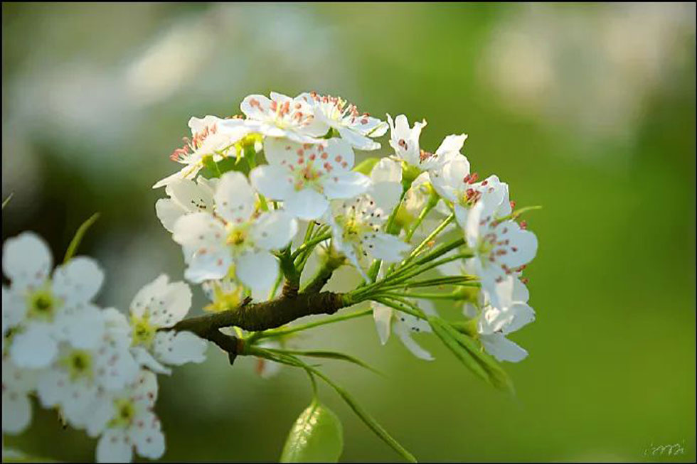 【春天，广西桂林灌阳县向您发出邀请！】我们在灌阳看梨花 - 游山玩水 - 伊春生活社区 - 伊春28生活网 yich.28life.net