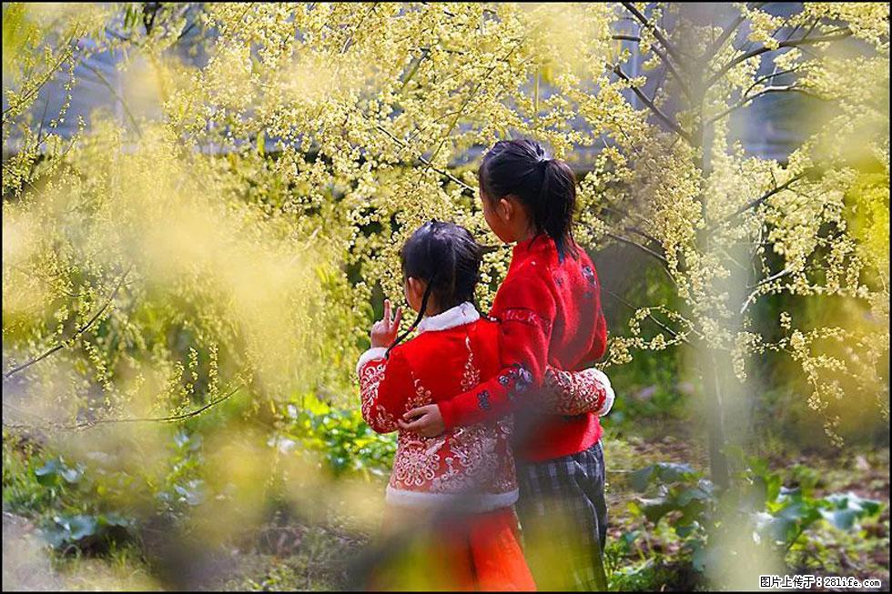 【春天，广西桂林灌阳县向您发出邀请！】米珠山前有片山苍子花在飘香 - 游山玩水 - 伊春生活社区 - 伊春28生活网 yich.28life.net