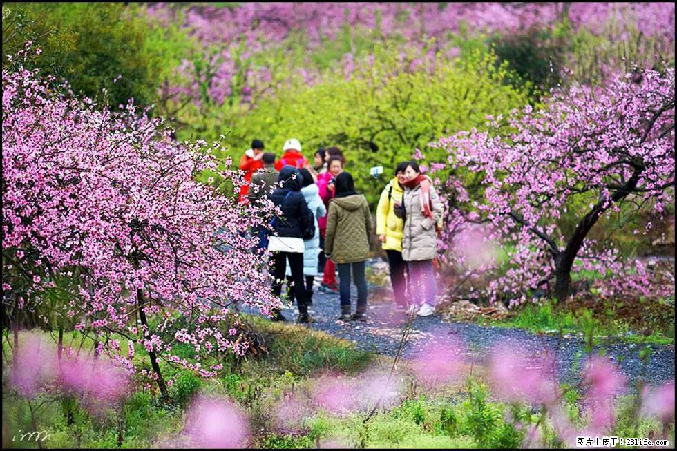 【春天，广西桂林灌阳县向您发出邀请！】官庄村有个醉美的桃花园 - 游山玩水 - 伊春生活社区 - 伊春28生活网 yich.28life.net