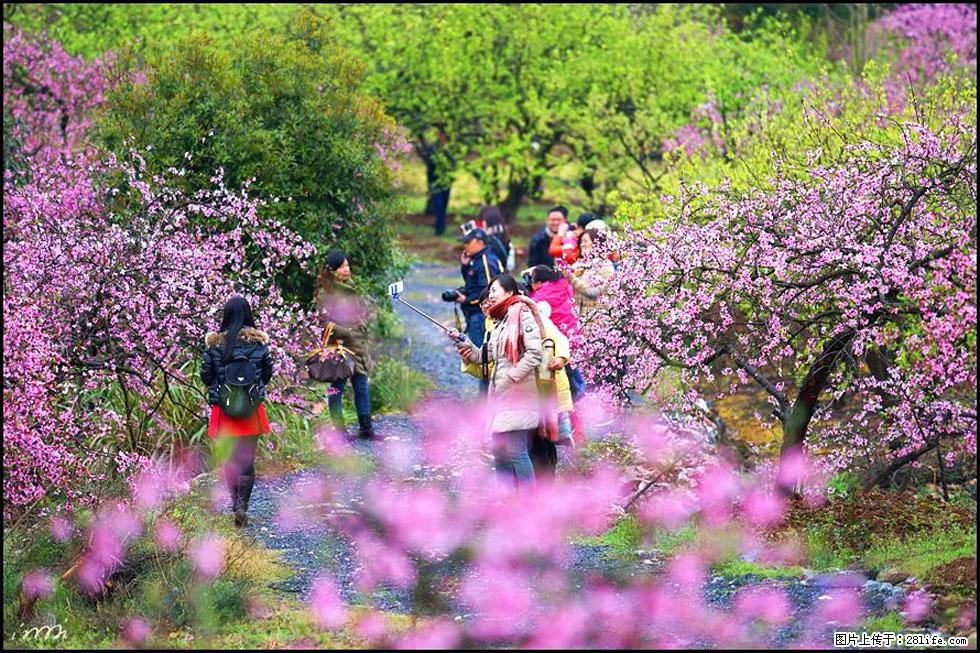 【春天，广西桂林灌阳县向您发出邀请！】官庄村有个醉美的桃花园 - 游山玩水 - 伊春生活社区 - 伊春28生活网 yich.28life.net