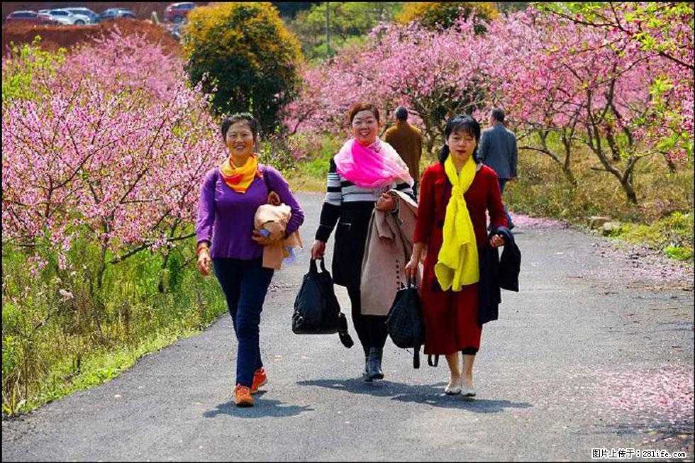 【春天，广西桂林灌阳县向您发出邀请！】官庄村有个醉美的桃花园 - 游山玩水 - 伊春生活社区 - 伊春28生活网 yich.28life.net