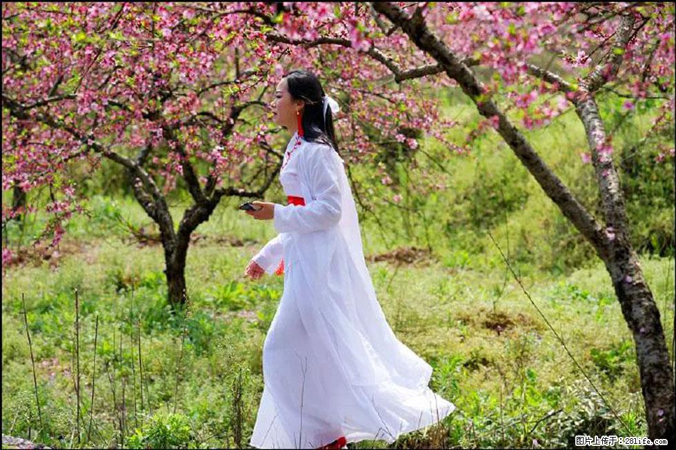 【春天，广西桂林灌阳县向您发出邀请！】官庄村有个醉美的桃花园 - 游山玩水 - 伊春生活社区 - 伊春28生活网 yich.28life.net