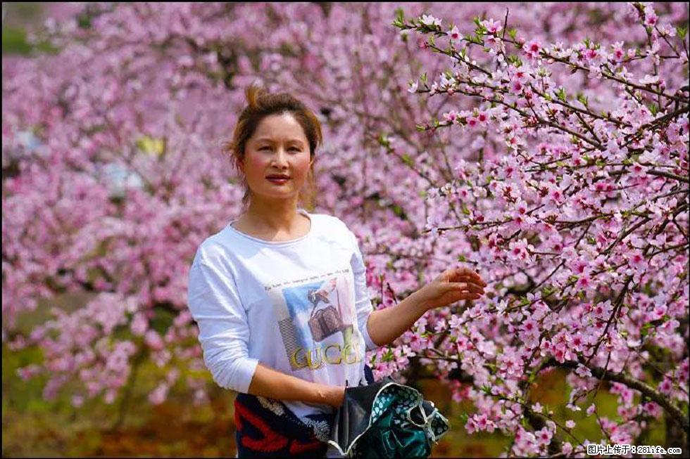 【春天，广西桂林灌阳县向您发出邀请！】官庄村有个醉美的桃花园 - 游山玩水 - 伊春生活社区 - 伊春28生活网 yich.28life.net