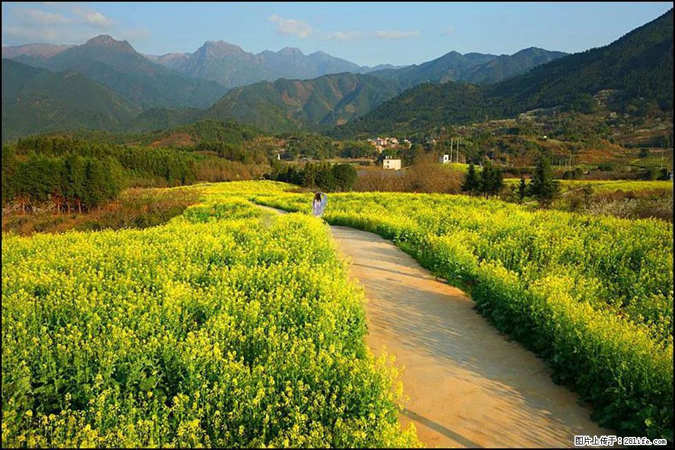 【春天，广西桂林灌阳县向您发出邀请！】长坪村油菜盛情花开 - 游山玩水 - 伊春生活社区 - 伊春28生活网 yich.28life.net