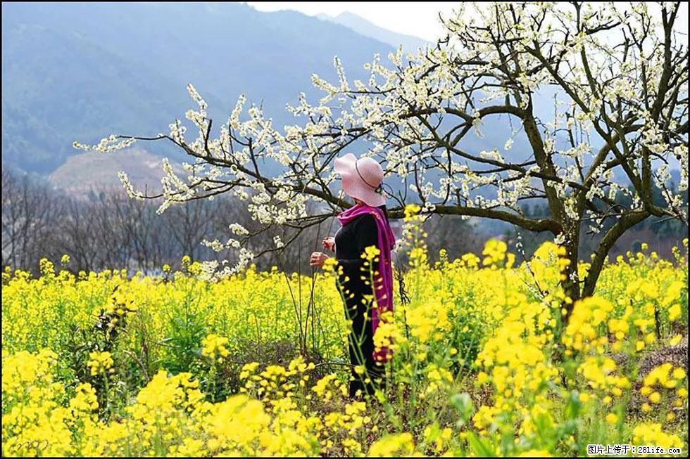【春天，广西桂林灌阳县向您发出邀请！】长坪村油菜盛情花开 - 游山玩水 - 伊春生活社区 - 伊春28生活网 yich.28life.net