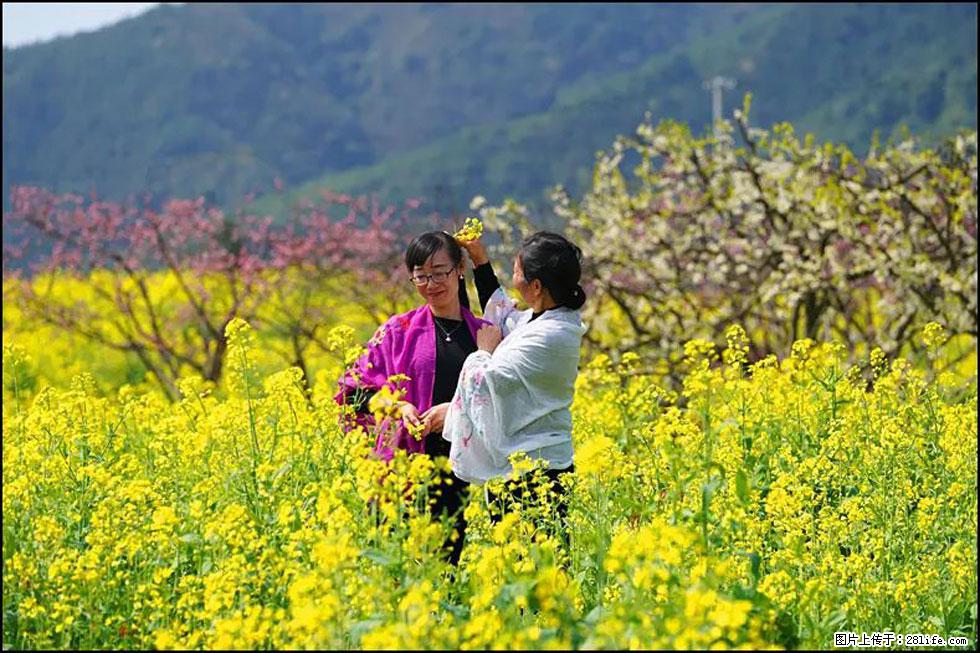 【春天，广西桂林灌阳县向您发出邀请！】长坪村油菜盛情花开 - 游山玩水 - 伊春生活社区 - 伊春28生活网 yich.28life.net