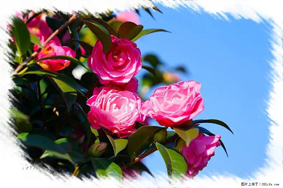 【春天，广西桂林灌阳县向您发出邀请！】杨柳井茶花惹人爱 - 游山玩水 - 伊春生活社区 - 伊春28生活网 yich.28life.net