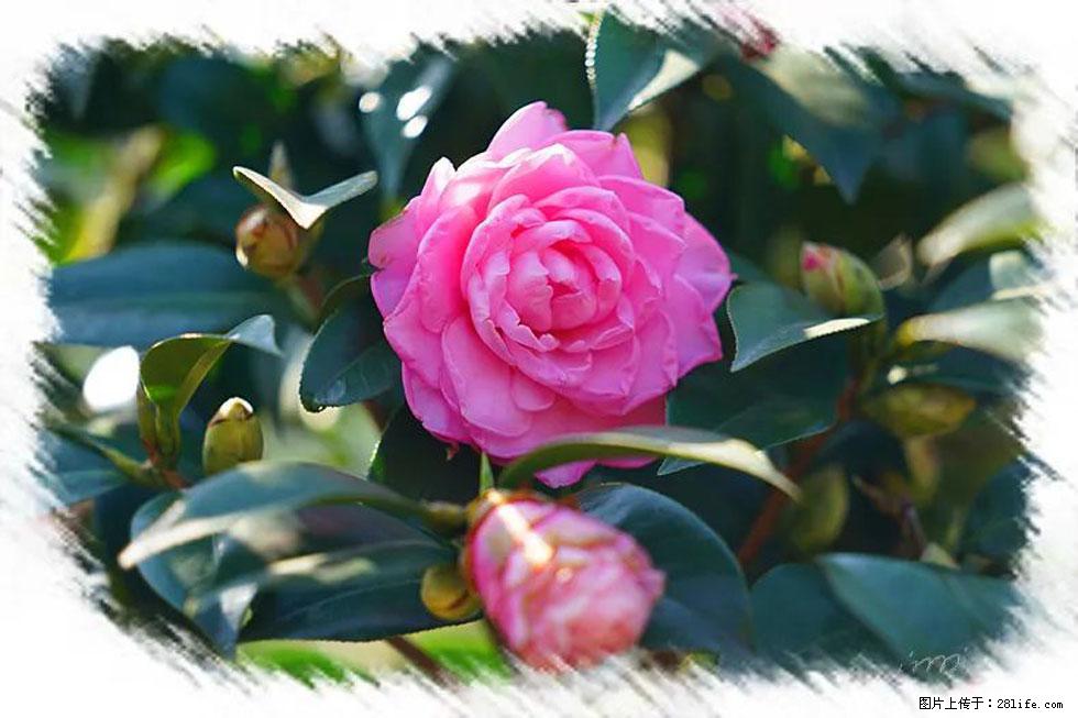 【春天，广西桂林灌阳县向您发出邀请！】杨柳井茶花惹人爱 - 游山玩水 - 伊春生活社区 - 伊春28生活网 yich.28life.net