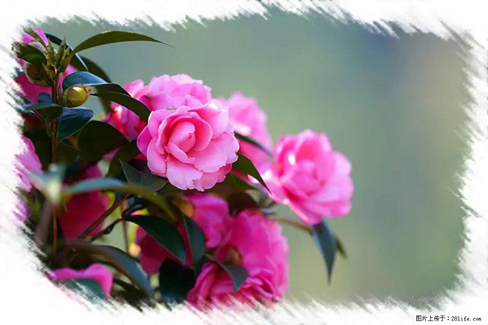 【春天，广西桂林灌阳县向您发出邀请！】杨柳井茶花惹人爱 - 游山玩水 - 伊春生活社区 - 伊春28生活网 yich.28life.net