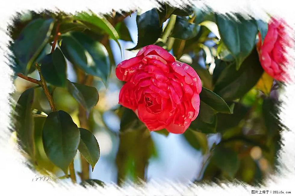 【春天，广西桂林灌阳县向您发出邀请！】杨柳井茶花惹人爱 - 游山玩水 - 伊春生活社区 - 伊春28生活网 yich.28life.net