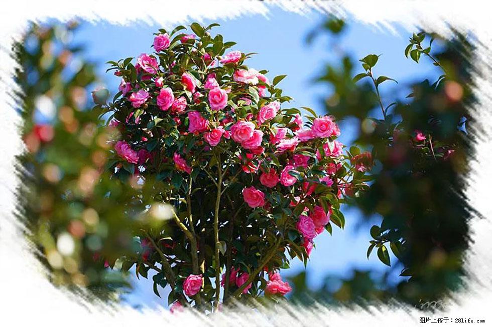 【春天，广西桂林灌阳县向您发出邀请！】杨柳井茶花惹人爱 - 游山玩水 - 伊春生活社区 - 伊春28生活网 yich.28life.net