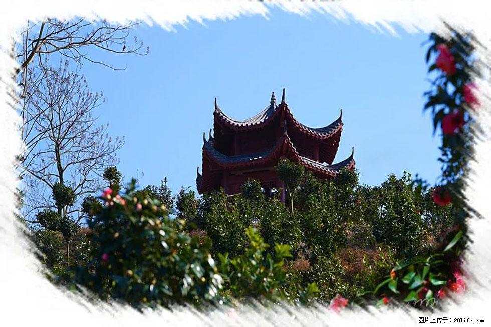 【春天，广西桂林灌阳县向您发出邀请！】杨柳井茶花惹人爱 - 游山玩水 - 伊春生活社区 - 伊春28生活网 yich.28life.net