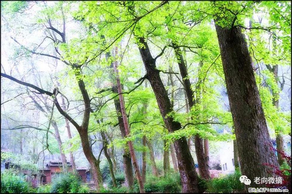 【春天，广西桂林灌阳县向您发出邀请！】在小龙村与春天约会 - 游山玩水 - 伊春生活社区 - 伊春28生活网 yich.28life.net