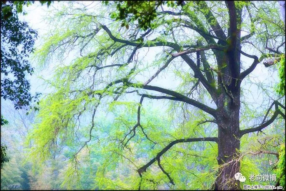 【春天，广西桂林灌阳县向您发出邀请！】在小龙村与春天约会 - 游山玩水 - 伊春生活社区 - 伊春28生活网 yich.28life.net