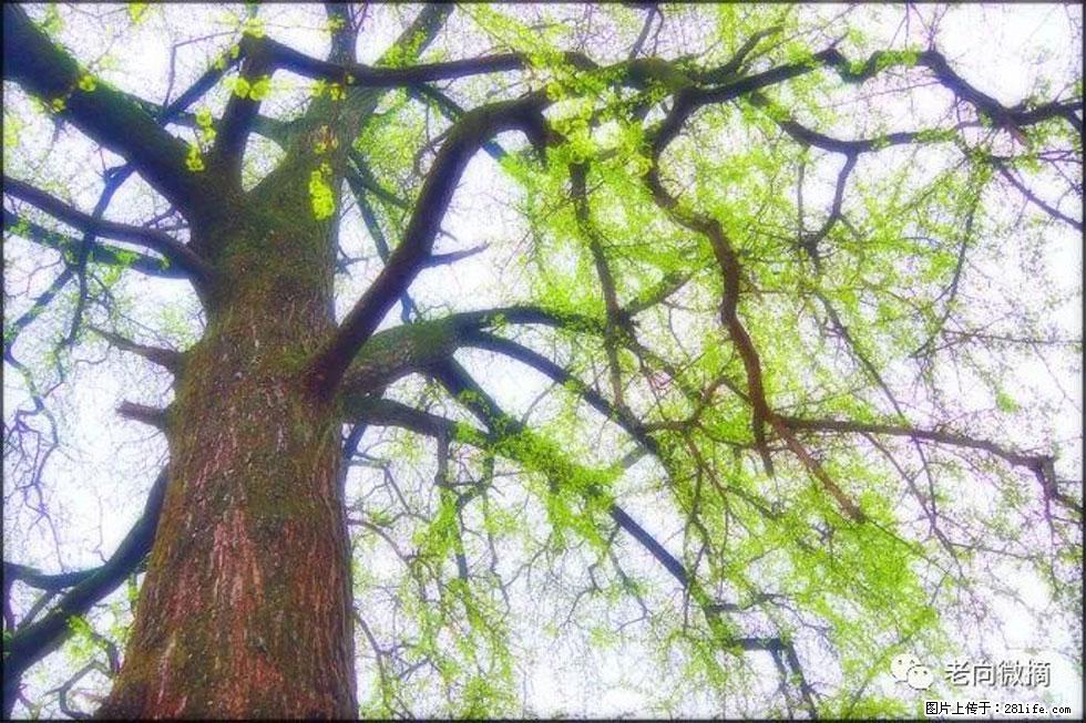 【春天，广西桂林灌阳县向您发出邀请！】在小龙村与春天约会 - 游山玩水 - 伊春生活社区 - 伊春28生活网 yich.28life.net