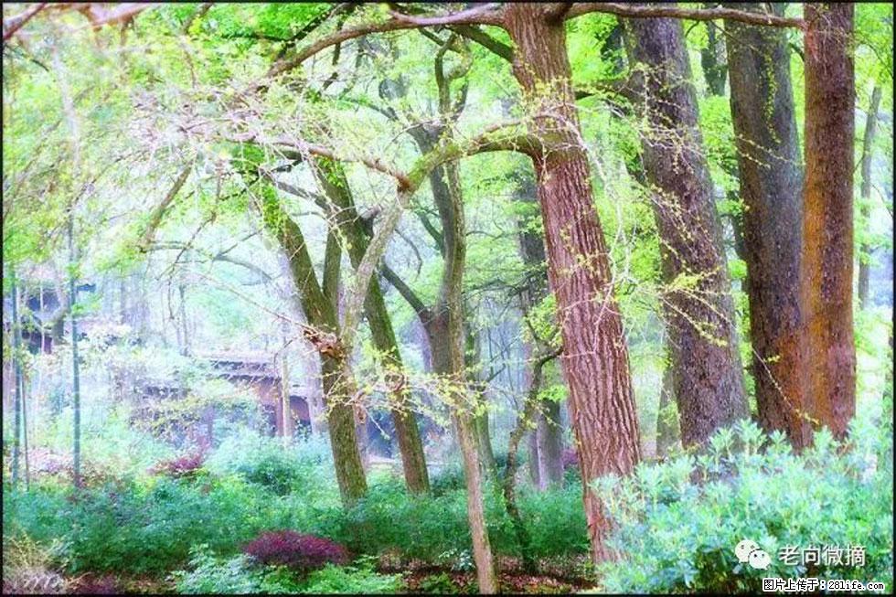 【春天，广西桂林灌阳县向您发出邀请！】在小龙村与春天约会 - 游山玩水 - 伊春生活社区 - 伊春28生活网 yich.28life.net