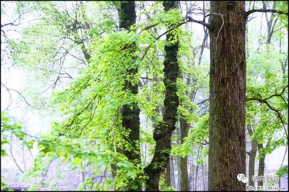 【春天，广西桂林灌阳县向您发出邀请！】在小龙村与春天约会 - 游山玩水 - 伊春生活社区 - 伊春28生活网 yich.28life.net