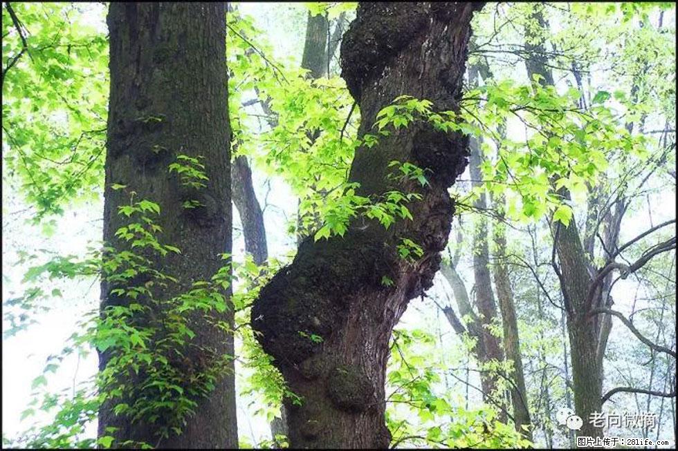 【春天，广西桂林灌阳县向您发出邀请！】在小龙村与春天约会 - 游山玩水 - 伊春生活社区 - 伊春28生活网 yich.28life.net