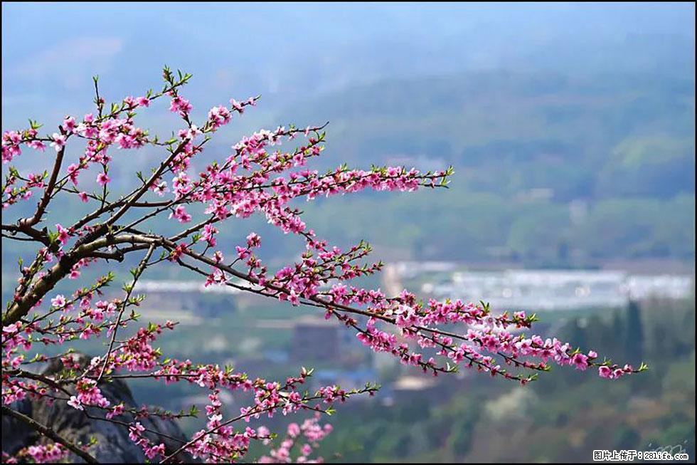 【春天，广西桂林灌阳县向您发出邀请！】望月岭上桃花开 - 游山玩水 - 伊春生活社区 - 伊春28生活网 yich.28life.net