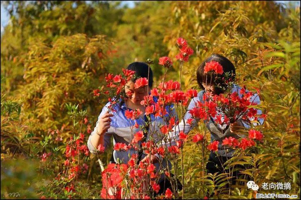 【春天，广西桂林灌阳县向您发出邀请！】登麒麟山，相约映山红 - 游山玩水 - 伊春生活社区 - 伊春28生活网 yich.28life.net