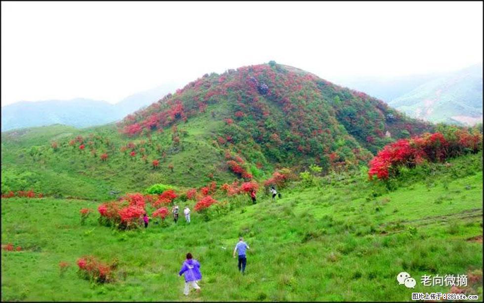 【春天,广西桂林灌阳县向您发出邀请!】宝盖山上映山红 - 游山玩水 - 伊春生活社区 - 伊春28生活网 yich.28life.net
