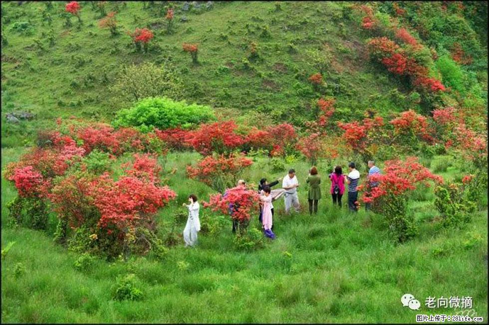 【春天,广西桂林灌阳县向您发出邀请!】宝盖山上映山红 - 游山玩水 - 伊春生活社区 - 伊春28生活网 yich.28life.net
