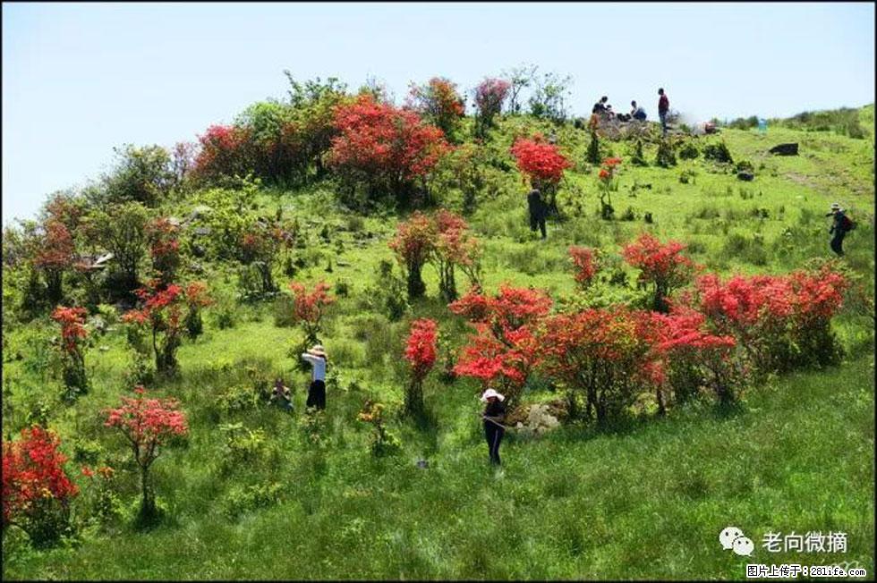 【春天,广西桂林灌阳县向您发出邀请!】宝盖山上映山红 - 游山玩水 - 伊春生活社区 - 伊春28生活网 yich.28life.net