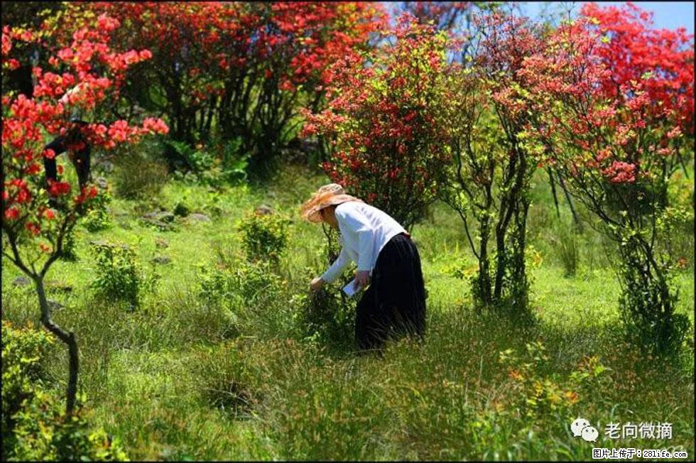 【春天,广西桂林灌阳县向您发出邀请!】宝盖山上映山红 - 游山玩水 - 伊春生活社区 - 伊春28生活网 yich.28life.net
