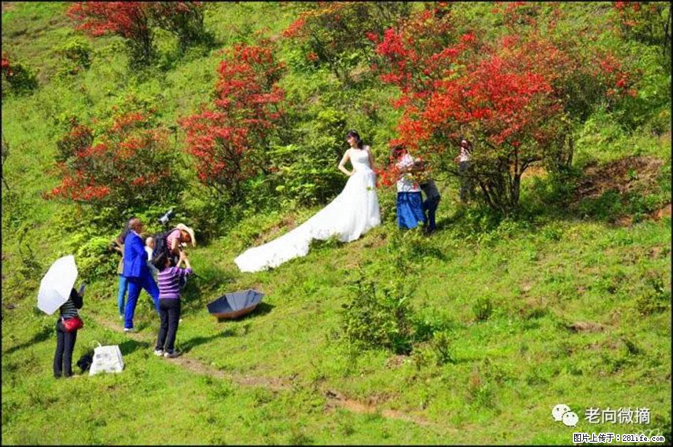 【春天,广西桂林灌阳县向您发出邀请!】宝盖山上映山红 - 游山玩水 - 伊春生活社区 - 伊春28生活网 yich.28life.net