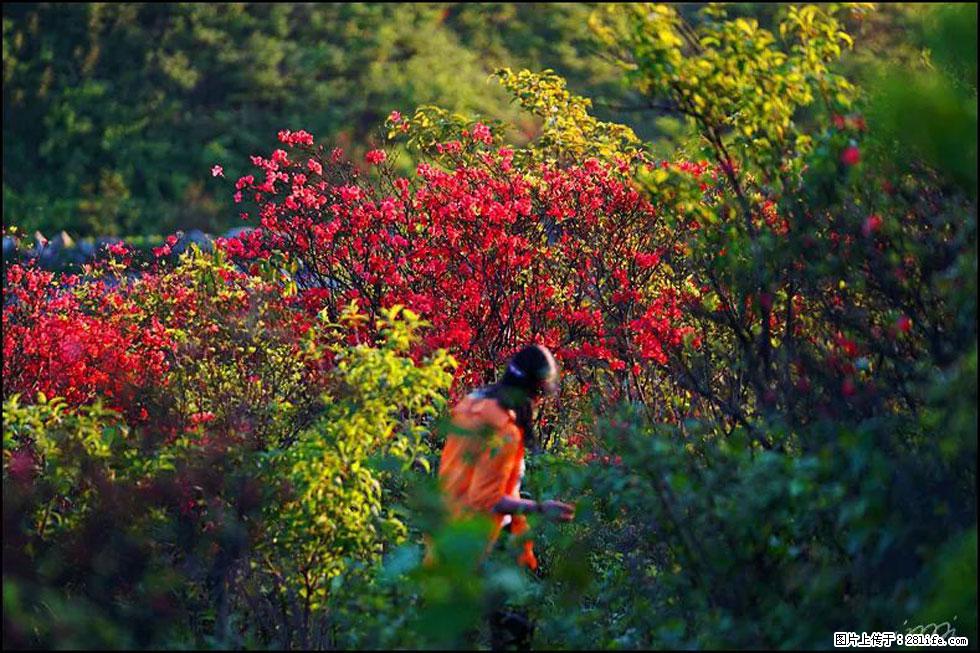【春天，广西桂林灌阳县向您发出邀请！】春木界上映山红 - 游山玩水 - 伊春生活社区 - 伊春28生活网 yich.28life.net