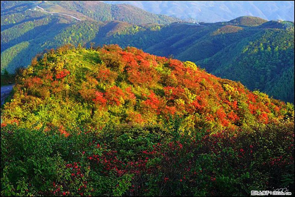【春天，广西桂林灌阳县向您发出邀请！】春木界上映山红 - 游山玩水 - 伊春生活社区 - 伊春28生活网 yich.28life.net
