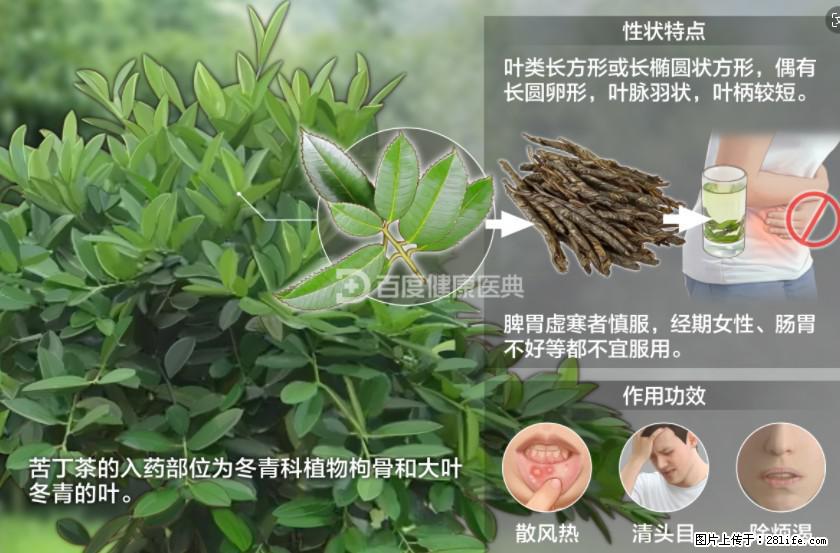 苦丁茶有哪些功效和作用 - 生活百科 - 伊春生活社区 - 伊春28生活网 yich.28life.net