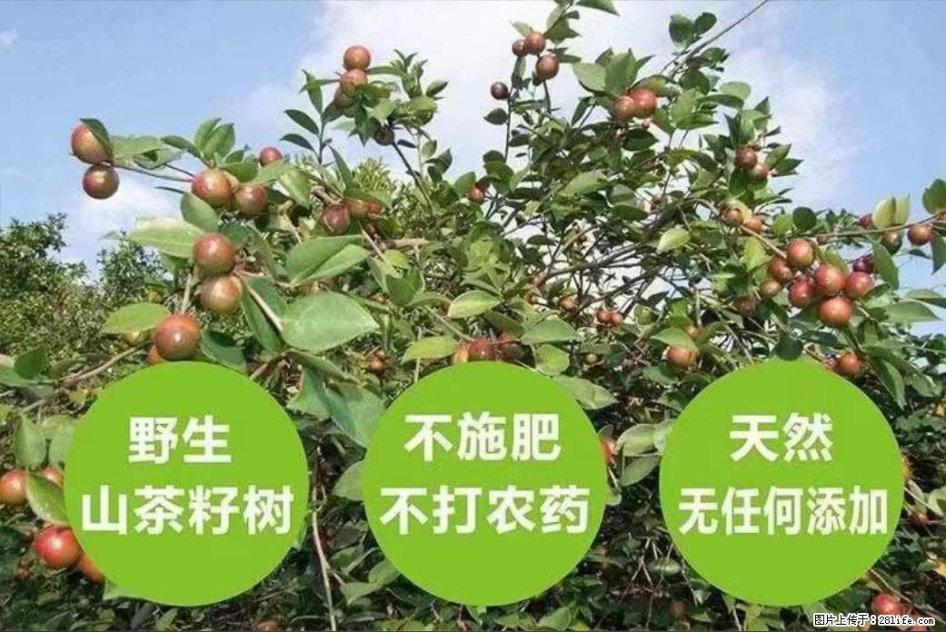 【灌阳县油茶产业示范区】一个有着充实的精神生活的人，对待身外之物自会有一种淡泊的态度 - 土特产 - 饮食特产 - 伊春分类信息 - 伊春28生活网 yich.28life.net