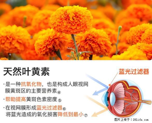 叶黄素有什么功效和作用 - 生活百科 - 伊春生活社区 - 伊春28生活网 yich.28life.net