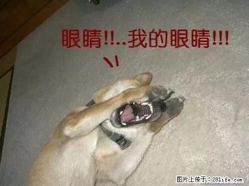 笑癫了！一女的怀孕三年未生，他终于忍不住了... - 娱乐八卦 - 伊春生活社区 - 伊春28生活网 yich.28life.net