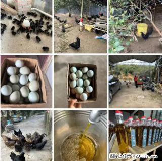 油茶园从小鸡仔开始养起的纯土鸡、土鸡蛋可以预定啦！还有前几天刚榨的纯山茶油哦 - 伊春28生活网 yich.28life.net