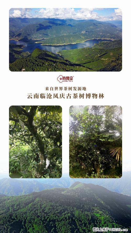 时间果百年古树2025年春红茶 - 购物交流 - 伊春生活社区 - 伊春28生活网 yich.28life.net