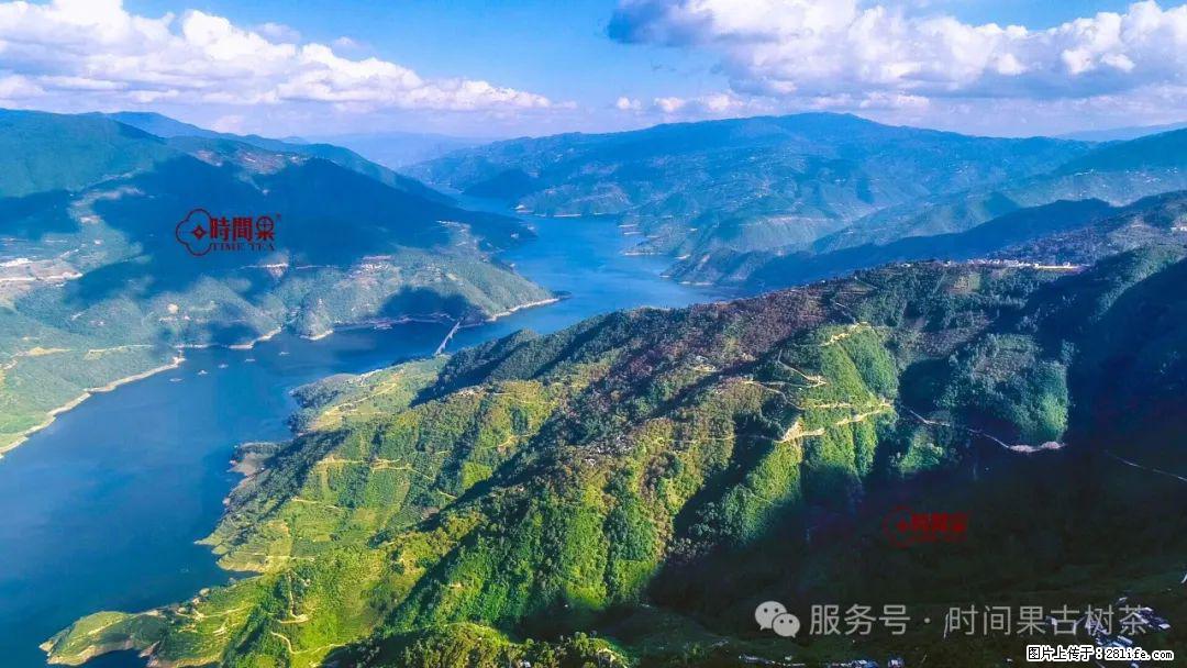 时间果百年古树龙珠普洱生茶 - 购物交流 - 伊春生活社区 - 伊春28生活网 yich.28life.net