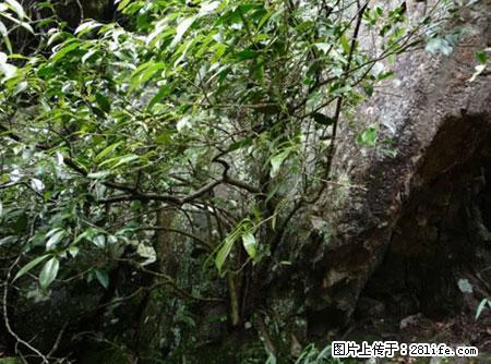 平乐石崖茶，珍贵仅次于金花茶 - 伊春生活资讯 - 伊春28生活网 yich.28life.net