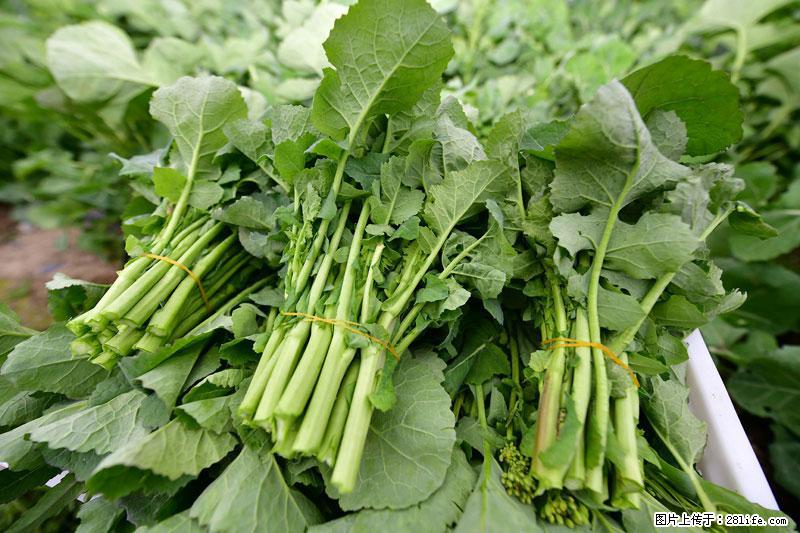 这些蔬菜是“天然钙片”，这6种被医生重点推荐 - 伊春生活资讯 - 伊春28生活网 yich.28life.net